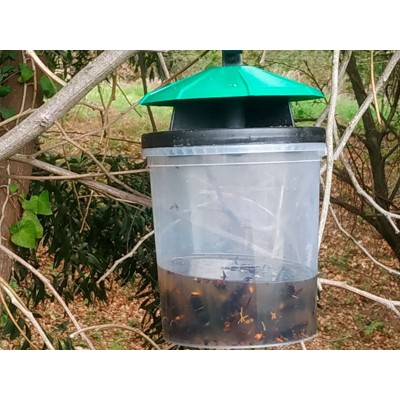 trampa avispas selectiva gallega